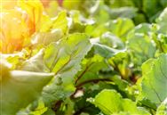 光澤縣：農(nóng)業(yè)“五新”（農(nóng)機(jī)新機(jī)具）示范推廣項(xiàng)目助力產(chǎn)業(yè)提質(zhì)增效