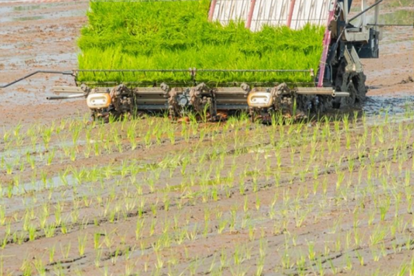奉賢農(nóng)機(jī)中心開(kāi)展水稻機(jī)械化種植及側(cè)深施肥補(bǔ)貼檢查