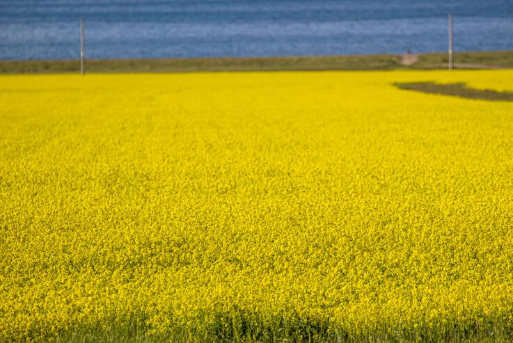 兴安今晚必开生肖图化措施促进收籽油菜大面积单产提升典型案例 | “农机农艺”融合 推动收籽油菜种植面积和单产双突破