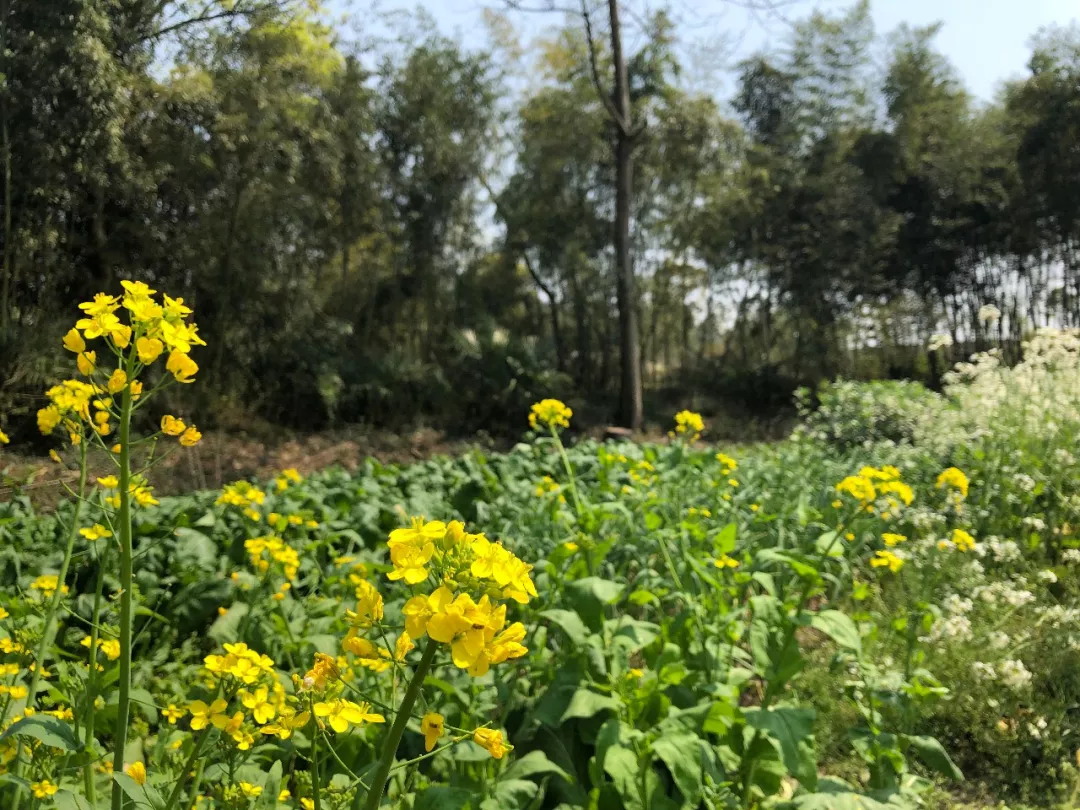 2026年冬油菜春季管理技术意见