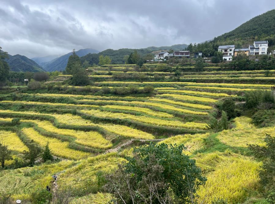 裝備賦能全鏈條：保山開展咖啡產(chǎn)業(yè)機械化研發(fā)前期專項調(diào)研