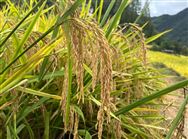 津農(nóng)精彩 | 謀劃高質(zhì)量項目 推進我市“十五五”種業(yè)振興