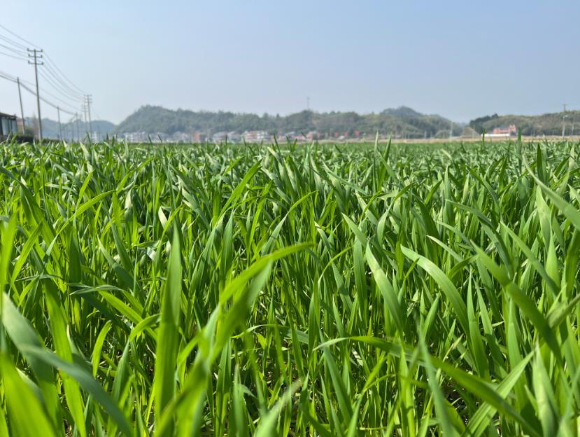 2026年糧食作物田雜草科學(xué)防控技術(shù)方案