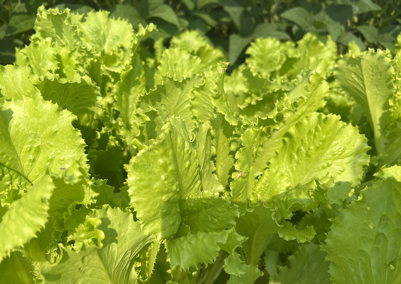 蔬菜结构调整暨露地蔬菜农机农艺融合生产观摩会在顺义举办 蔬菜结构调整暨露地蔬菜农机农艺融合生产观摩会在顺义举办